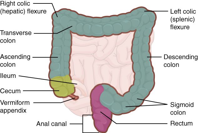 Sigmoid anastomosis (High)